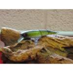 peche en float tube
